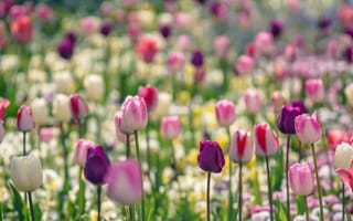 Картинка парк, краски, весна, луг, сад, лепестки, тюльпаны