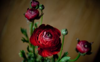 Картинка природа, куст, бутон, лепестки