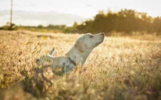Картинка собака, трава сухая, поле, настроение