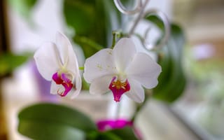 Картинка цветы, белые, лепестки, орхидеи