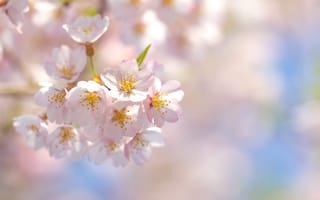 Обои сакура, цветы, весна, ветви, цветение, розовые, лепестки, небо, вишня
