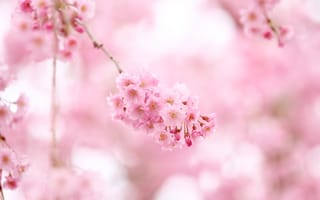 Обои сакура, розовый, природа, розовые, ветви, цветы, цветение, весна, нежность, цвет