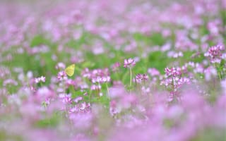 Картинка клевер, лето, бабочка, размытость, розовый, легкость, растения, трава, поляна, макро