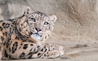 Обои большая, кошка, снежный леопард, snow leopard