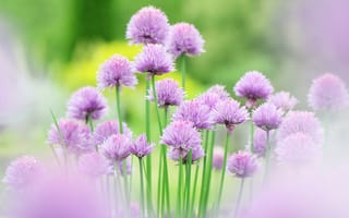 Картинка цветы, Chives, flower, розовые