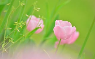 Картинка тюльпан, растения, розовый, зеленый, бутон, зелень, размытость, цветок, цвет, весна, макро