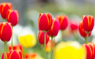 Картинка тюльпаны, природа, стебли, поляна, бутоны, весна, цветы, красные, желтые, свет