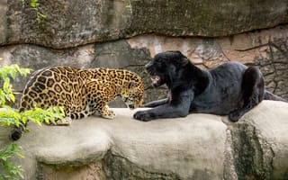 Обои хищники, ягуары, чёрный ягуар, пара, зоопарк, грация, дикие кошки, пантера, оскал