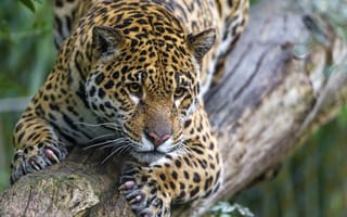Картинка кошка, ягуар, ©Tambako The Jaguar, взгляд, бревно, когти