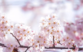 Картинка сакура, цветы, розовые, цветение, небо, ветки, свет, весна, солнце, лепестки