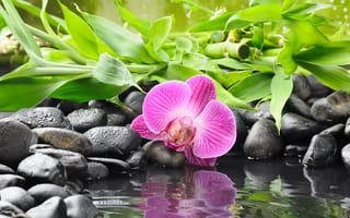 Картинка орхидея, цветок, черные, отражение, вода, orchid, камни, бамбук