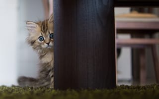 Картинка кошка, © Ben Torode, Daisy, стол