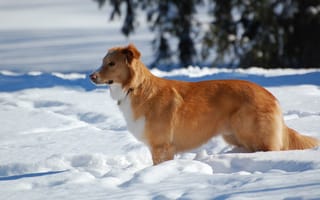 Картинка собака, зима, снег