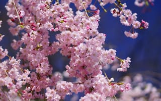 Картинка макро, сакура, вишня, цветы