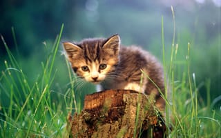 Обои cat, трава, кошка, пень, кот, котенок