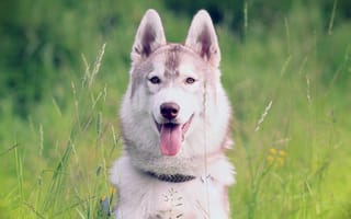 Картинка собака, сибирский хаск