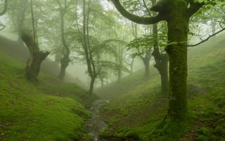 Картинка лес, туман, ручей, деревья, овраг, мох