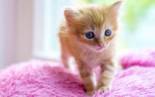 Картинка кот, котенок, малец, пушыстик, рыжий, миленько