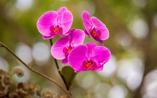 Картинка макро, орхидея, лепестки