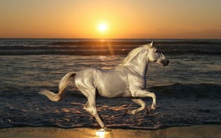Обои лошадь, конь, жеребец, океан, вода, скачет, море, солнце, песок, природа, рассвет, животные, пляж, закат, волна