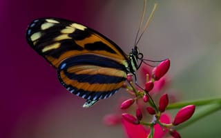 Обои бабочка, цветок, насекомое, растение, крылья
