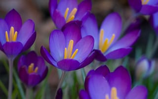 Картинка цветы, макро, пурпурный, первоцвет, Крокусы, фиолетовый, весна