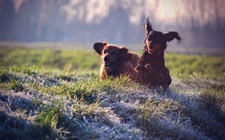 Картинка собака, dogs, трава, газон, радость, брызги, colours, собаки, отдых, настроение, прогулка