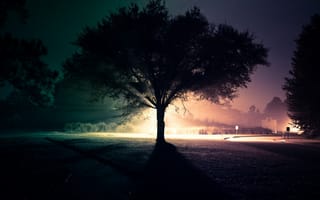 Картинка дерево, ночь, свет, улица, дорога