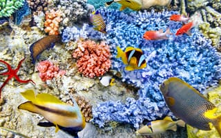 Обои underwater, world, coral, рыбки, ocean, коралловый риф, fishes, океан, подводный мир, reef, tropical