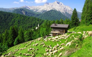 Картинка овцы, Альпы, ферма, пастбище