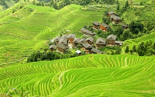 Картинка Китай, плантации, поля, домики, вид сверху, зелень