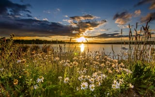 Картинка цветы, озеро, West Yorkshire, ромашки, закат, Западный Йоркшир, St Aidan's RSPB, England, заповедник, Англия