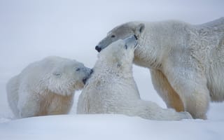 Обои Аляска, полярные медведи, белые медведи, медведи, зима, снег