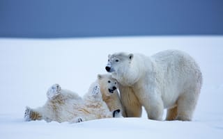 Обои Аляска, зима, медведица, снег, детёныши, белые медведи, медведи, медвежата