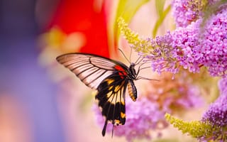 Картинка цветы, макро, Парусник Лови, бабочка