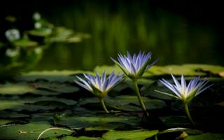 Картинка цветы, озеро, лилии