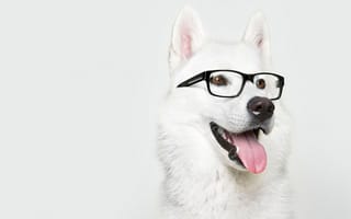Картинка лайка, очки, собака