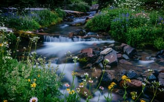 Картинка цветы, национальный парк Маунт-Рейнир, Mount Rainier National Park, Вашингтон, Melody Creek, Маунт-Рейнир, Washington, камни, ручей