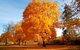 Картинка golden brown, autumn, tree