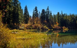 Картинка озеро, США, деревья, камыш, лес, Калифорния, Clear Lake