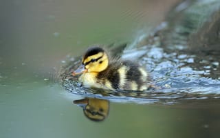Картинка ducklings, плывёт, утёнок