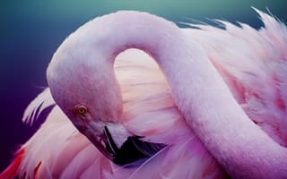 Обои перья, птица, шея, фламинго, розовый, розовый фламинго