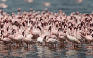 Картинка фламинго, птицы, популяция
