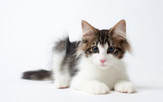 Картинка кошка, Норвежская лесная кошка, взгляд