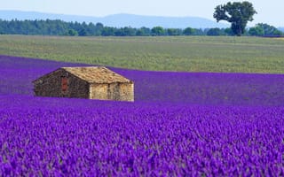 Обои цветы, Франция, поле, лаванда, плантация, луг, дом