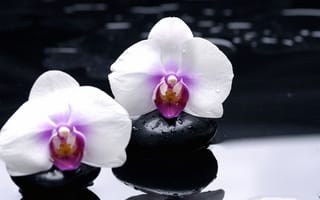 Картинка орхидеи, отражение, черные, гладкие, цветы, белые, камни