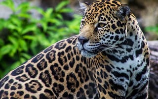 Картинка ягуар, хищник, пятна, дикая кошка
