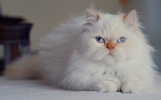 Картинка голубые глаза, персидская кошка, взгляд, пушистая