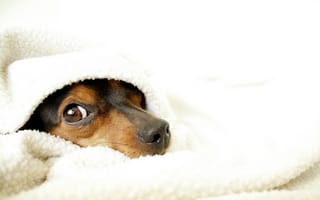 Картинка собака, уют, одеяло