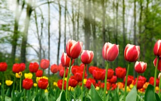 Картинка красота, Spring tulips, жёлтые, красные, тюльпаны, весна
